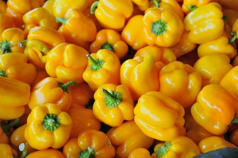 تصویر 4 از فلفل دلمه‌ ای زرد برداشت روز و کاملاً تازه